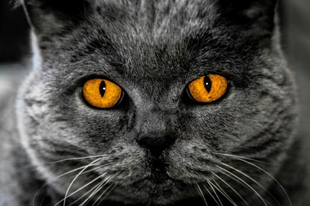 Como escolher um British Shorthair